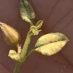 leaves and flower of Limeum arabicum