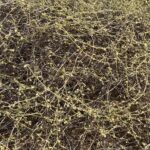 A bush of Limeum arabicum in the desert, Alain Abudhabi UAE