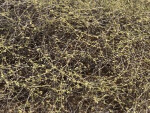 A bush of Limeum arabicum in the desert, Alain Abudhabi UAE