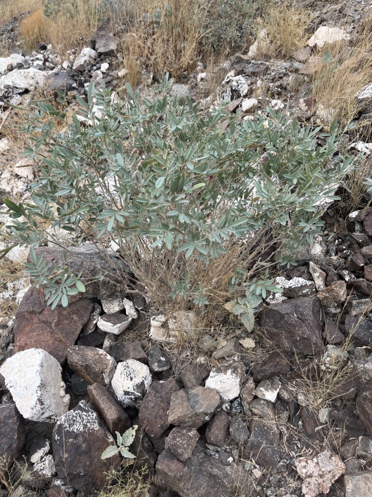 T. apollinea is a perinia bush with a height up to 50 cm