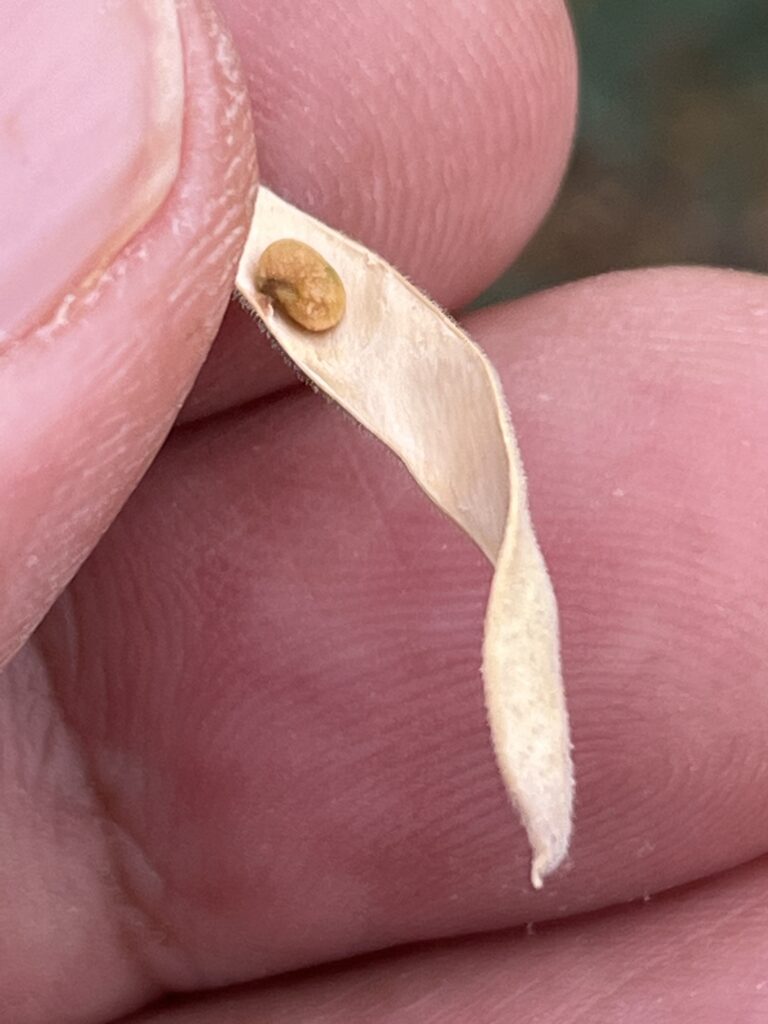 The seed is dark brown/yellowish in color