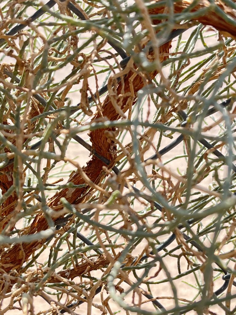 Native flora like Haloxyllon can be best use for making walls.