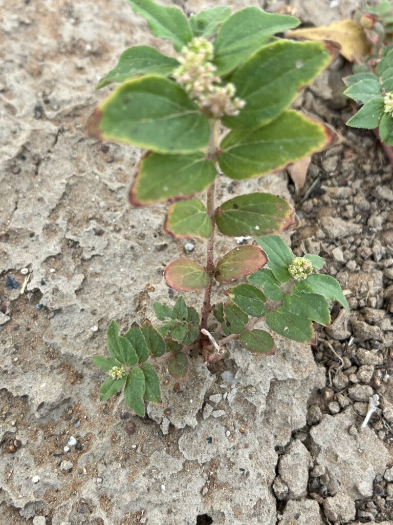 A tiny but fully grown flora of the Euphorbia hirta