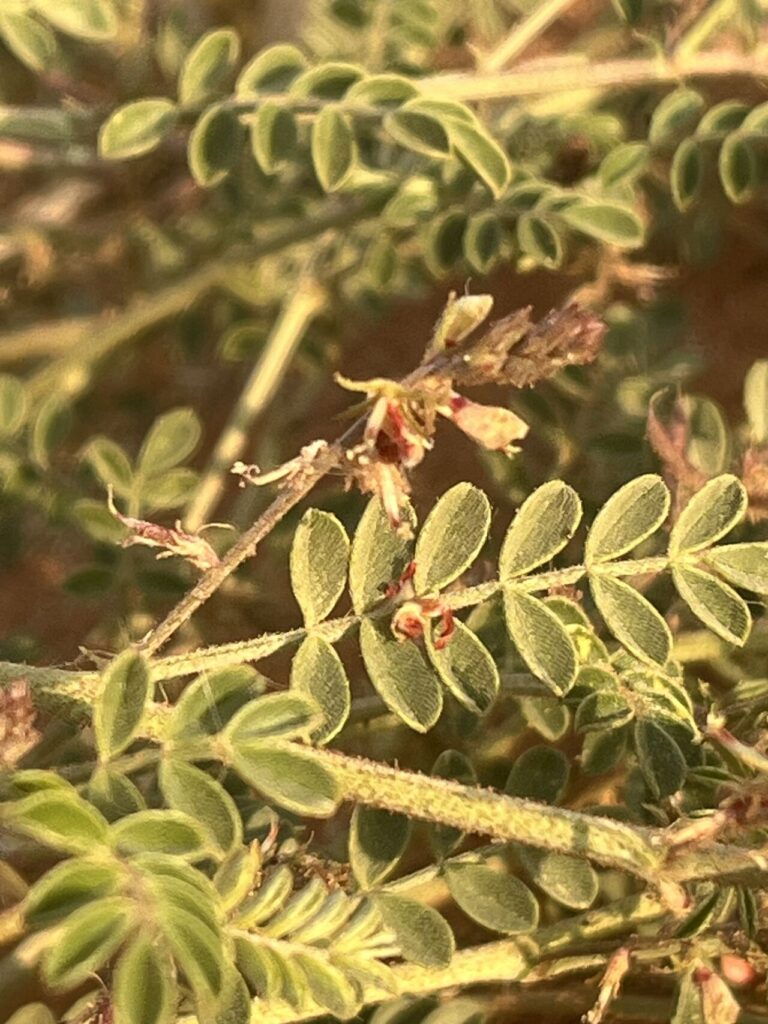 Indigofera articulata