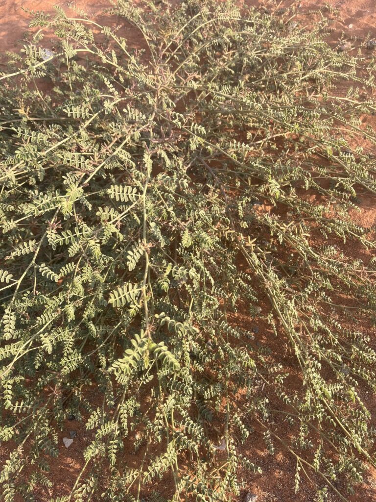 Indigofera articulata