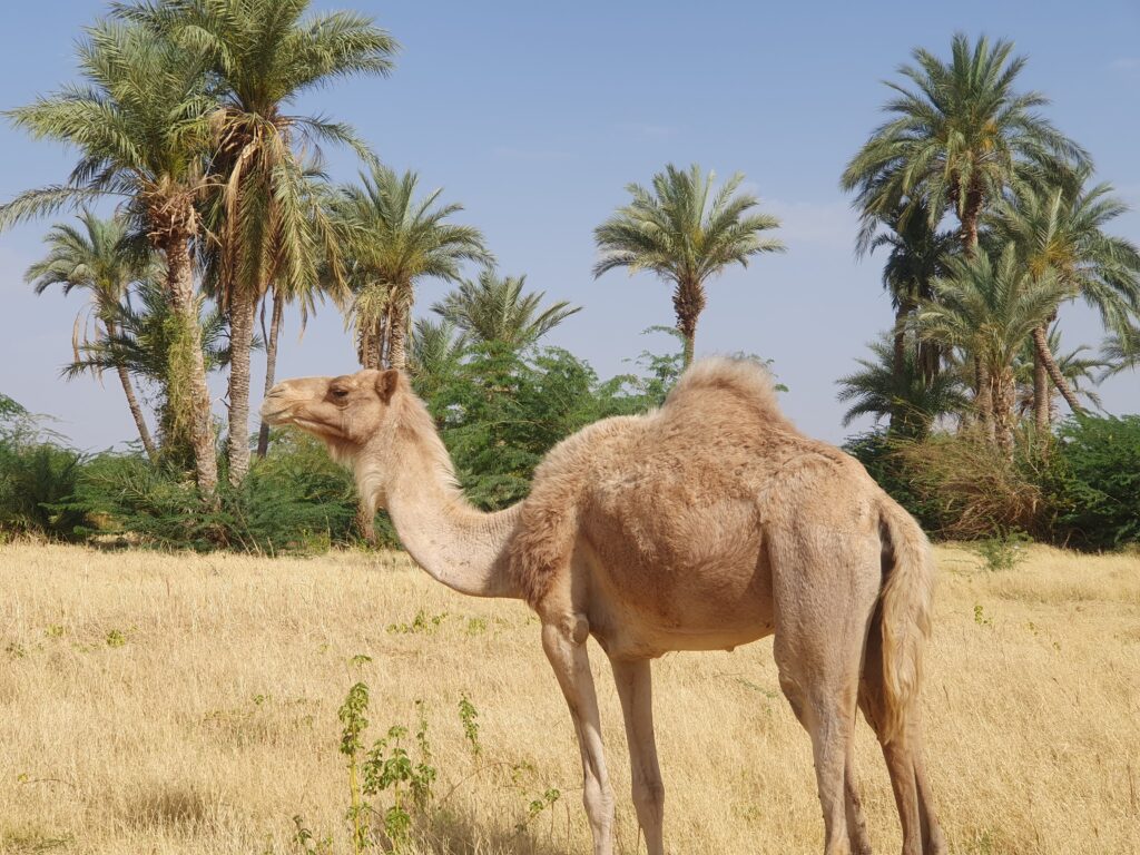 Tauregh camel in Niger