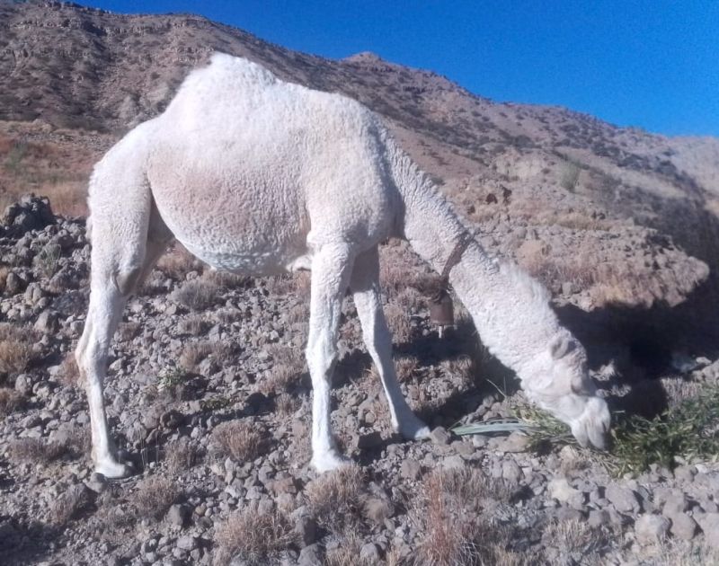 Beautiful snow white Kohi camel