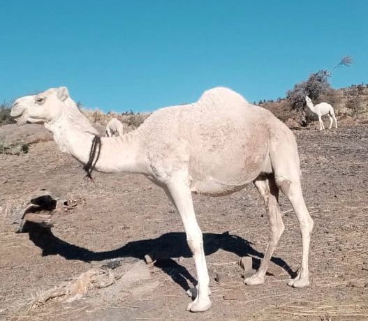 The mountainous camel of Suleiman mountain