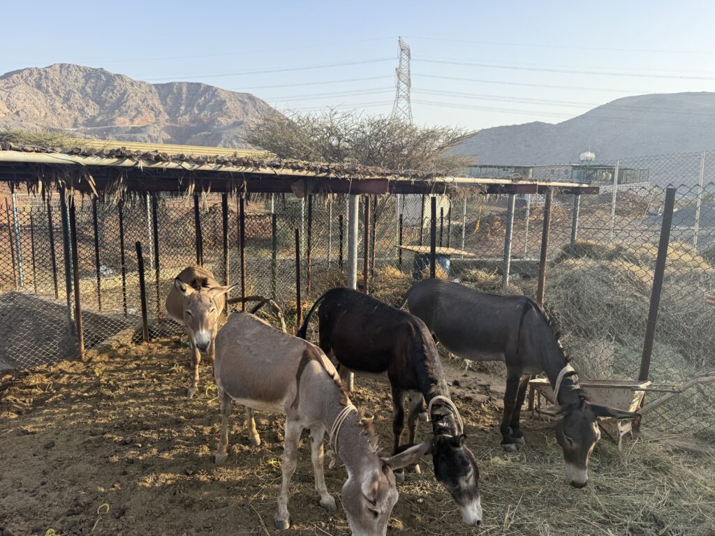 Native Donkey in Fujairah